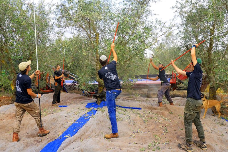 מסיק זיתים מסורתי - חובטים קלות בענפי עץ הזית באמצעות מוטות